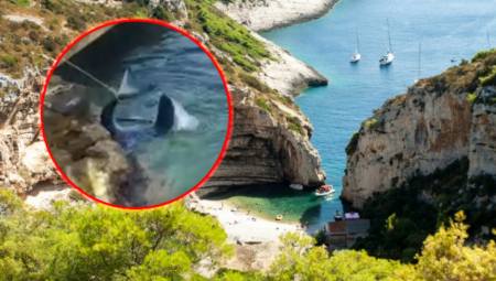 RETKA VRSTA AJKULE UHVAĆENA U HERCEG NOVOM Preplivala 600 kilometara, evo šta su joj uradili (FOTO)