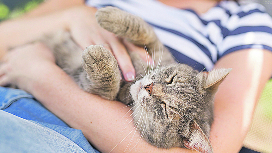 TRENUTAK KOJI JE SVE RAZNEŽIO Mislila je da je zauvek izgubila svoju mačku, a onda se ona pojavila nakon 11 godina