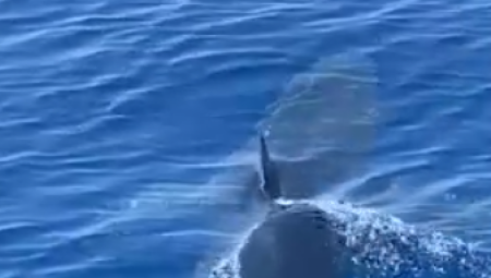 STRAŠNA AJKULA VREBA U OMILJENOM LETOVALIŠTU SRBA! Kamera zabeležila jeziv trenutak (VIDEO)