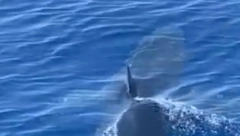 PANIKA U POPULARNOM LETOVALIŠTU Kupači bežali iz vode zbog ajkule