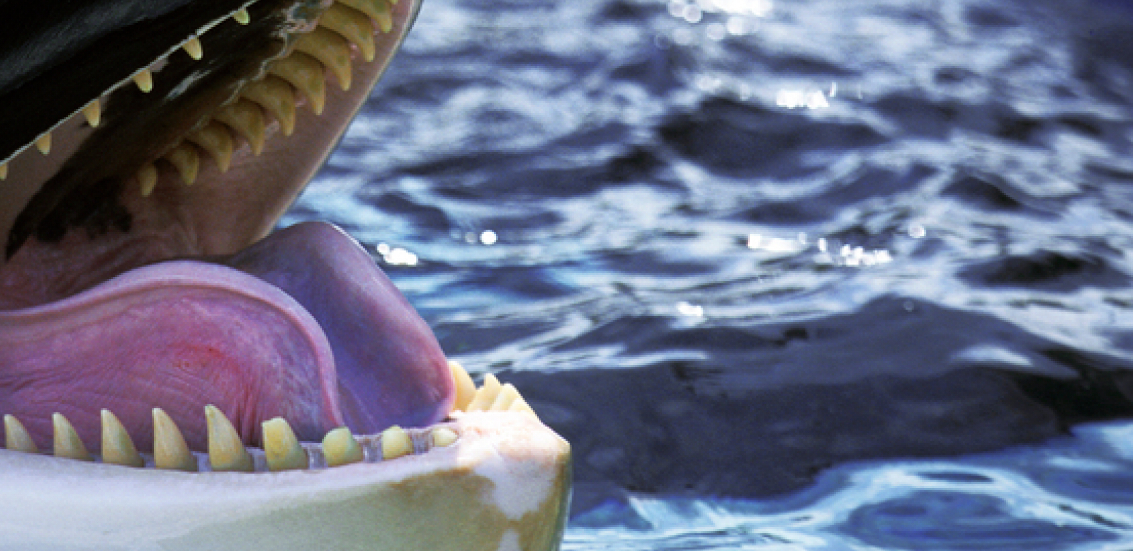 MISTERIJA KOJA JE UPLAŠILA SVE Morske nemani napadaju brodove, oglasili se naučnici (VIDEO)