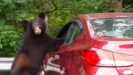 VEŽITE SE, POLEĆEMO Evo kako je medved bez ključa ušao u automobil (VIDEO)
