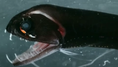 OPREZ NA LETOVANJU Ova riba vreba u plićaku, a njen otrov može dovesti do infarkta