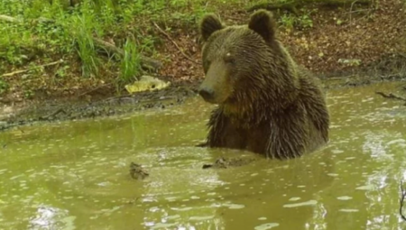 Medved u Parku prirode Piva našao spas od vrućina (FOTO)