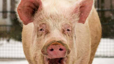 VLADA REPUBLIKE SRPSKE PROGLASILA VANREDNO STANJE Na ovim lokacijama je kritično zbog afričke kuge svinja