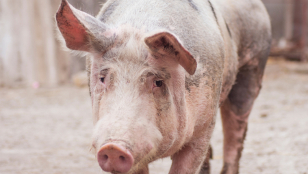 Reagovanje Ministarstva povodom izveštavanja N1 o africkoj kugi svinja