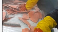 MIROSLAVU OBEĆALI POSAO NA ALJASCI I ZARADU OD 10.000 DOLARA, PA GA PREVARILI Uplatio 3.000 evra pa ostao i bez posla i bez para