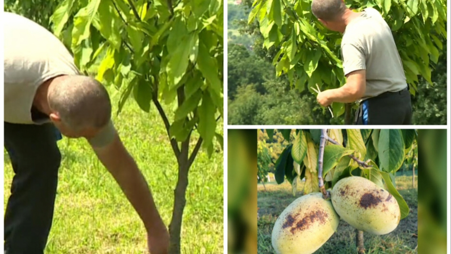 IVAN JE KUPIO ZAPUŠTENE ŠUMARKE, PA SADIO OVU VOĆKU Cena je 10 evra za kilogram, posao samo raste