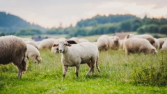 ŽENA PRIJAVILA UTAJU OVACA! Neobičan slučaj iz Bosne! Dala je 159 ovaca, muškarac odbio da ih vrati