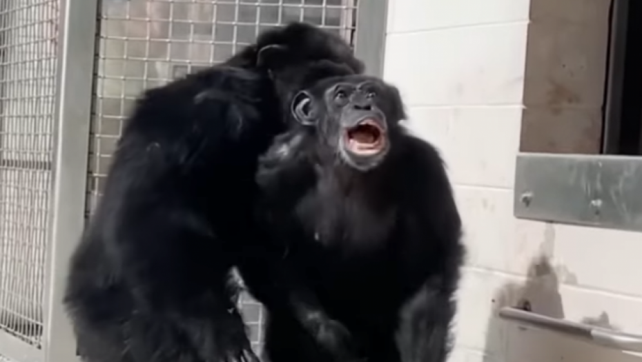 OVO JE NAJDIRLJIVIJI SNIMAK KOJI ĆETE DANAS VIDETI Laboratorijska šimpanza posle 28 godina prvi put ugledala nebo