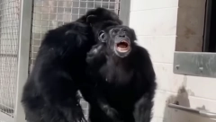 OVO JE NAJDIRLJIVIJI SNIMAK KOJI ĆETE DANAS VIDETI Laboratorijska šimpanza posle 28 godina prvi put ugledala nebo