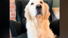 Vlasnica naučila psa da tiho laje, VIDEO postao hit
