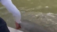 AJKULA GA IZVUKLA IZ ČAMCA! Kamera snimila uznemiravaju momenat, zubi se pojavili iz mutne vode (VIDEO)