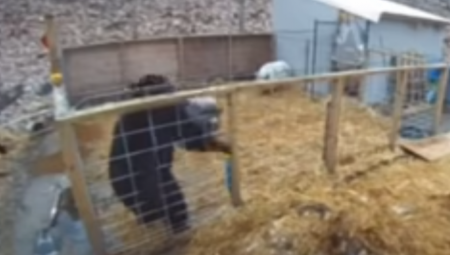 NISI POZVAN NA RUČAK Svinje napale medveda (VIDEO)