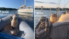 MAČKA ŠOKIRALA VLASNICU TOKOM VOŽNJE ČAMCEM Snimak izazvao burne reakcije na mrežama (VIDEO)