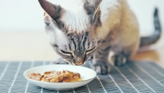 RECEPT DANA Napravite gala večeru od pastrmke i brokolija za svoju slatku cicamacu