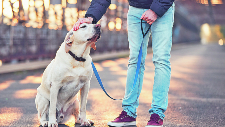 Trikovi kako da bez muke naviknete svog psa na povodac a da ne izgubite previše živaca