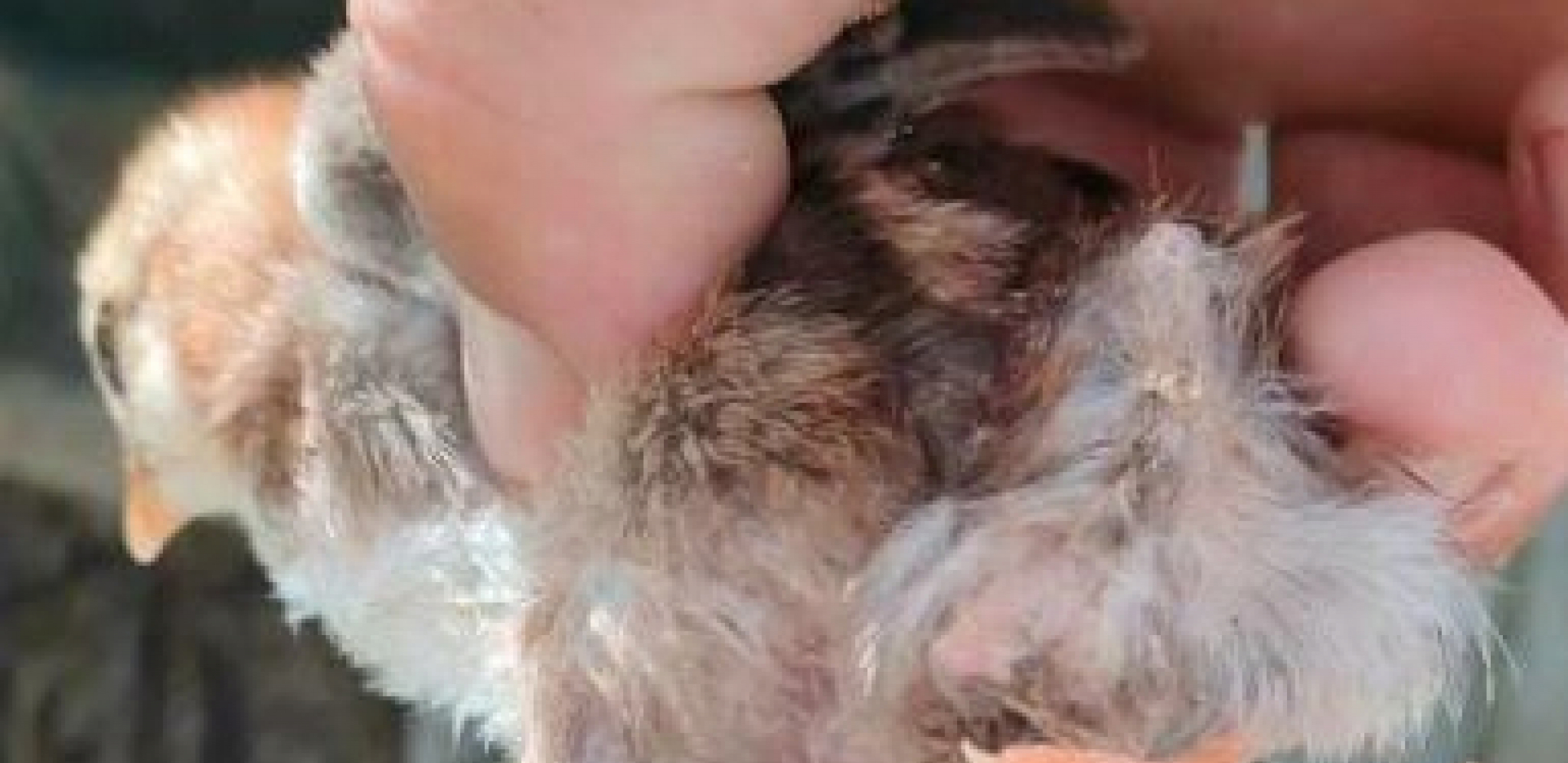 MUTANT IZ BIJELOG POLJA Izleglo se na farmi pre mesec dana, građani ne mogu da veruju (FOTO)