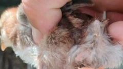 MUTANT IZ BIJELOG POLJA Izleglo se na farmi pre mesec dana, građani ne mogu da veruju (FOTO)