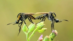 DENGA VIRUS STIGAO U SRBIJU? Prenosi ga azijski tigrasti komarac, najviše ih ima na ovim mestima
