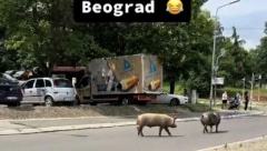 LABUDOVO BRDO GORI, DRUŽE Nesvakidašnji prizor u Beogradu, svinje šetaju ulicom (VIDEO)