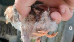 MUTANT NA FARMI KOD BIJELOG POLJA: Zbog ovog pileta jedni su užasnuti,  drugi ZBIJAJU ŠALE (FOTO)