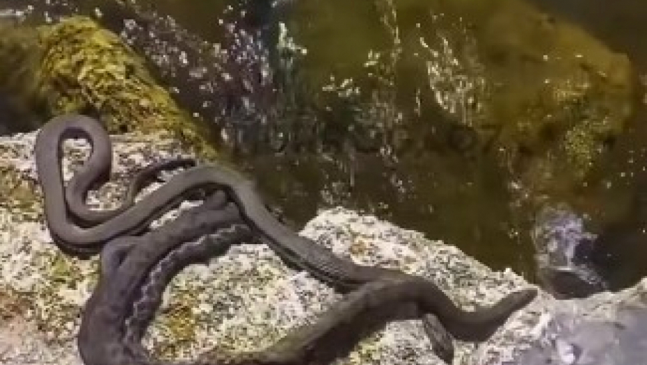 ŠOK NA JADRANU Plaže prepune zmija na gomili, šta se dešava
