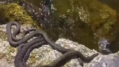 ŠOK NA JADRANU Plaže prepune zmija na gomili, šta se dešava