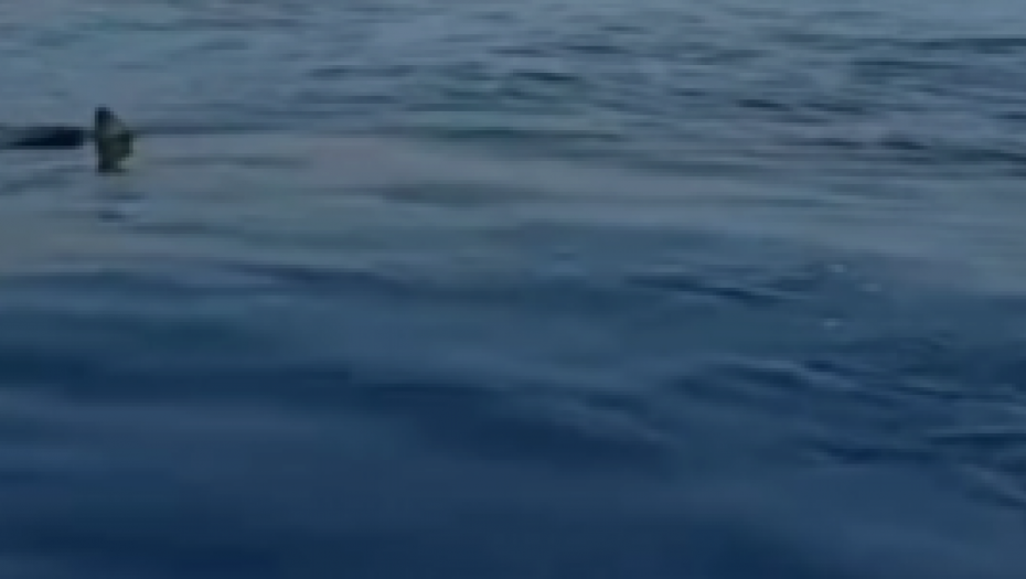 "NORMALNO JE DA IH IMA" Snimljena ajkula u ovom letovalištu: Dolaze za velikim brodovima (VIDEO)