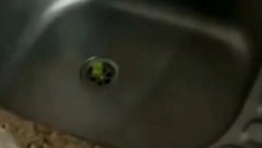 UŠLA JE U KUHINJU, A ONDA VIDELA DA NEŠTO IZLAZI IZ SUDOPERE Prenerazila se u momentu (VIDEO)