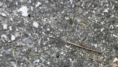 PAŽNJA! UZNEMIRUJUĆI SADRŽAJ Domaćin kod Prijepolja ušao u dvorište, pa zatekao horor kada je ugledao svoje pse! (UZNEMIRUJUĆI FOTO)