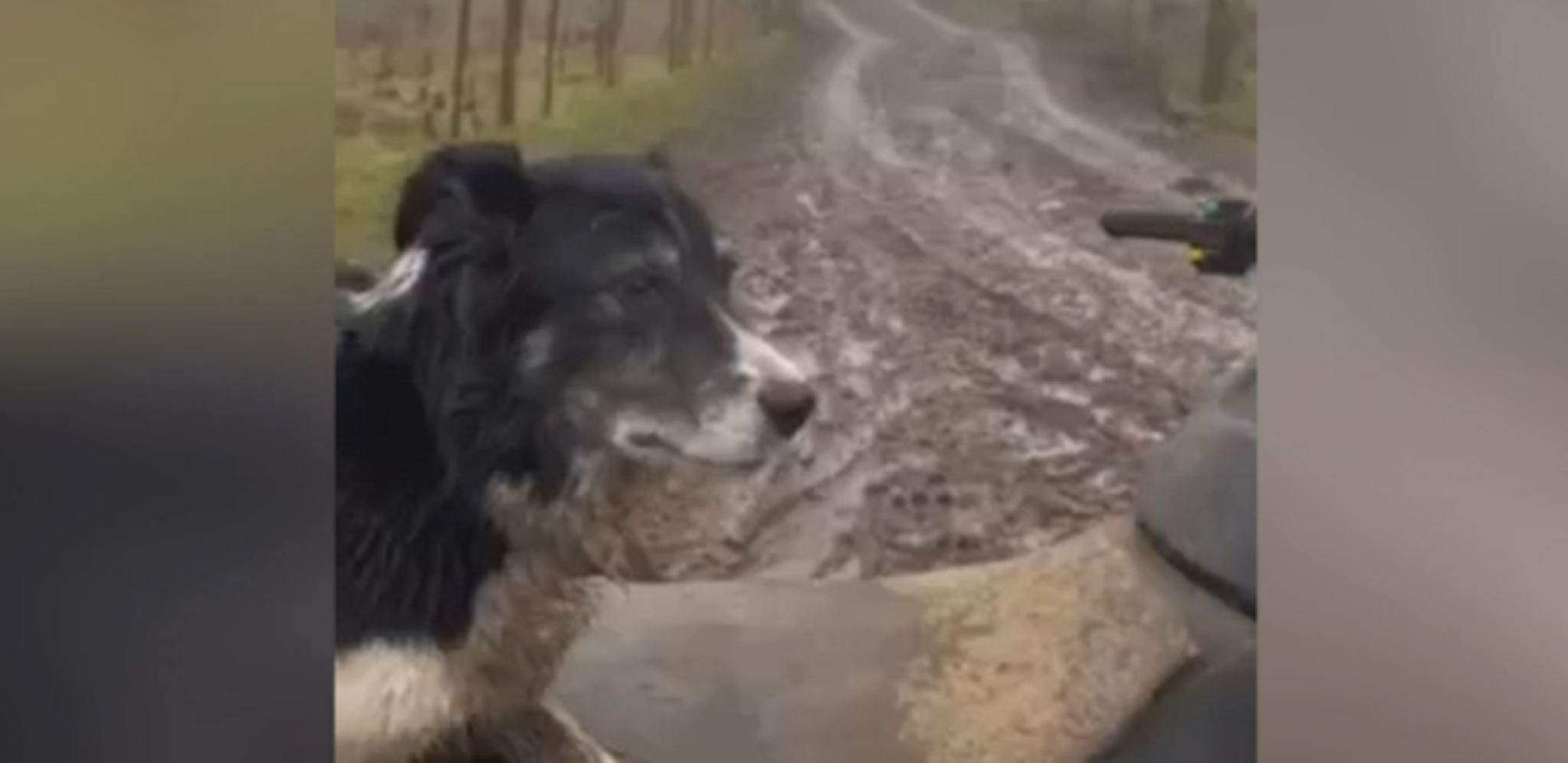 "EVO KAKO IZGLEDA BITI SUPER VEŠT U SVOM POSLU!"  Ovčarski pas postao hit na društvenim mrežama (VIDEO)