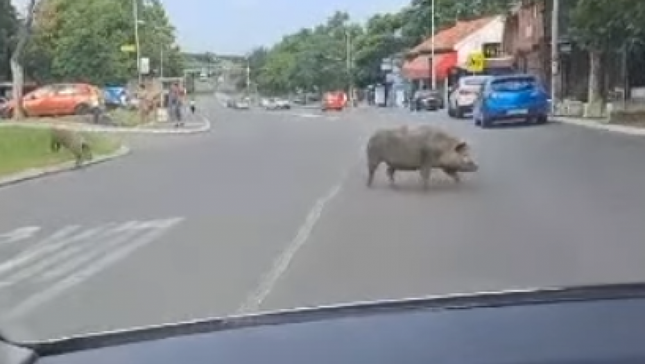 SVINJE I DALJE HARAJU LABUDOVIM BRDOM Ovo tamo postaje skroz normalno