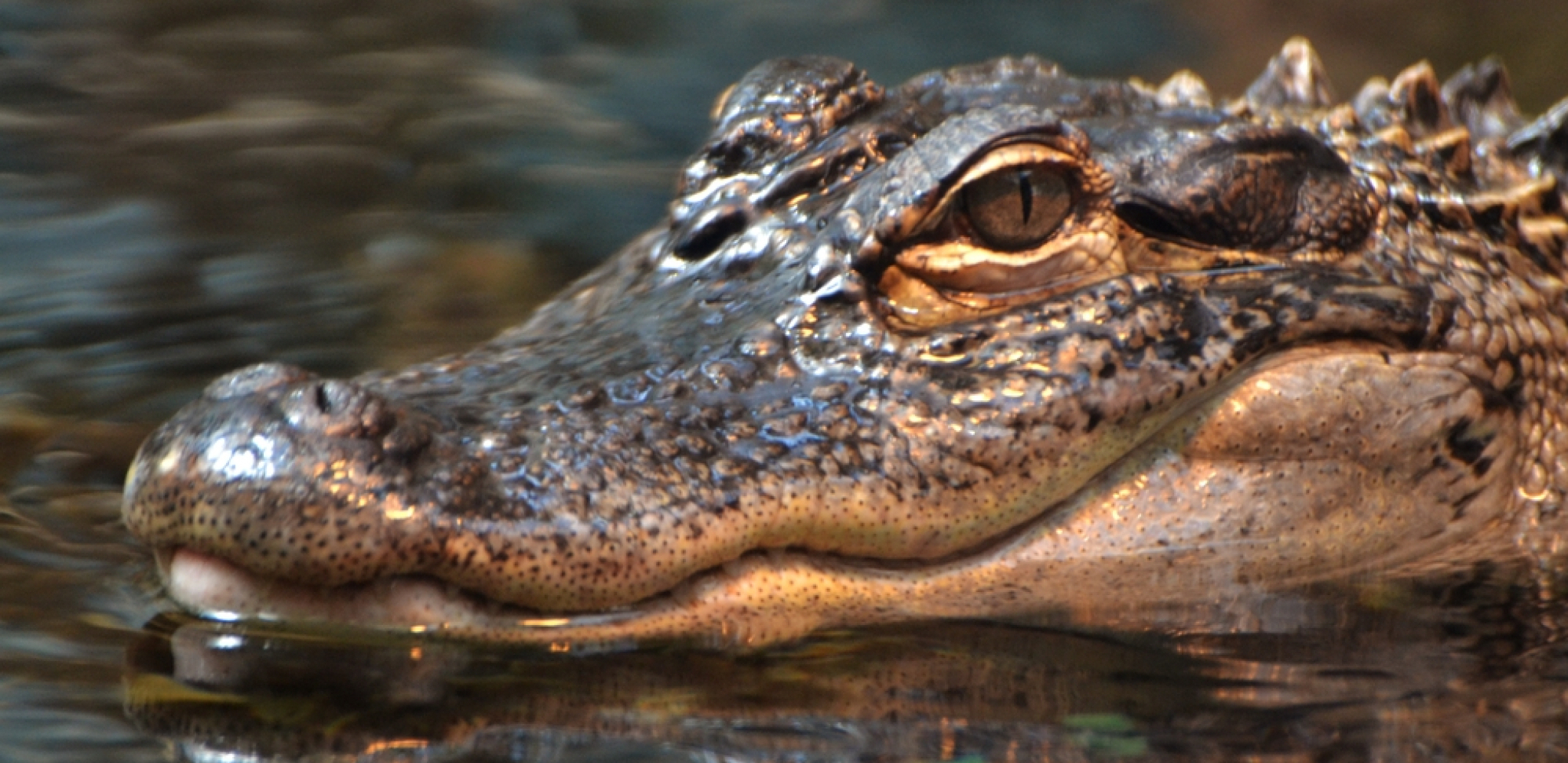 ŽENA BRUTALNO PRETUKLA OPASNU ZVER Nesrećnog muškarca ščepao krokodil, a onda je stigla njegova hrabra supruga