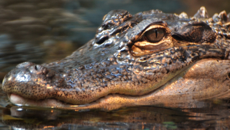 ALIGATOR JE DREMAO U VODI Muškarac prišao krvoločkoj zveri i počeo da je IZAZIVA (VIDEO)