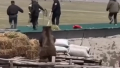 OVDE JA ČUVAM Medved iz sve snage juri na ljude (VIDEO)