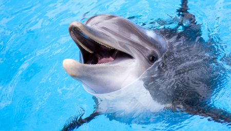 KO JE KOGA OVDE POJEO? Ajkula zgrabila delfina u roku od par sekundi, a onda se iznenada pojavila treća divlja zver! (VIDEO)