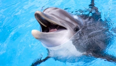 FRUSTRIRANI DELFIN NAPAO LJUDE Hoas u Japanu, povređena devojčica!