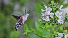 ČUDO PRIRODE Leptir koji imitira pticu kolibri ne samo izgledom već i zvukovima obožava samo jednu boju cveća