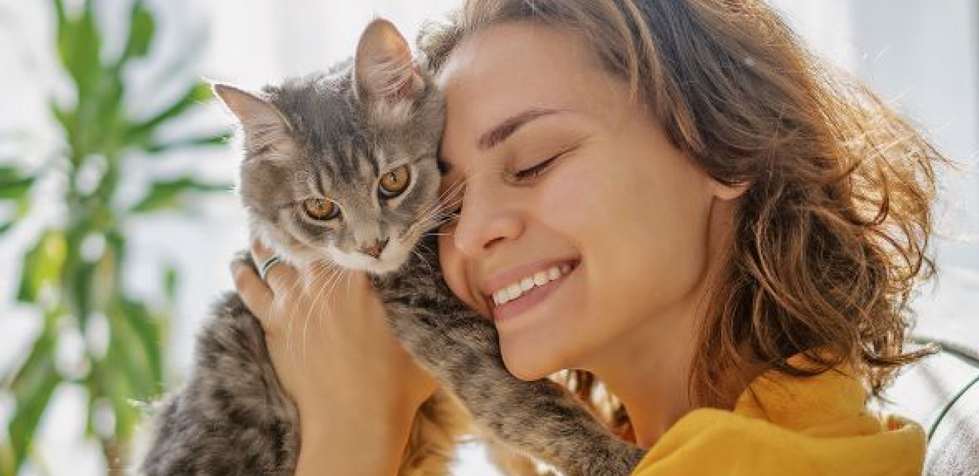 MAČJI BONTON Da vas komšiluk ne bi mrzeo, rešite najčešće probleme u ponašanju kod svoje mačke