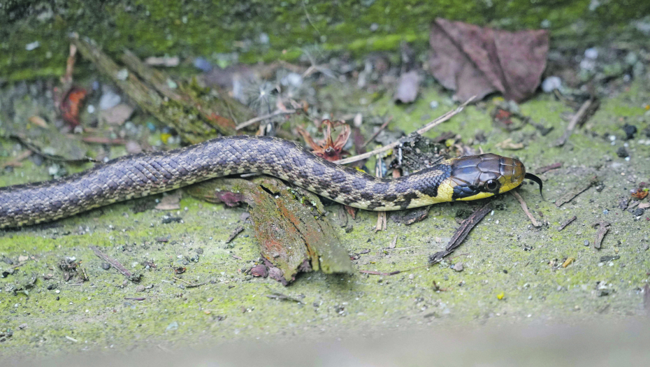 Iako česta zmija, čak i kao ljubimac SMUK je ugrožena vrsta u Srbiji: NE UBIJAJTE JE!
