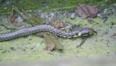 Iako česta zmija, čak i kao ljubimac SMUK je ugrožena vrsta u Srbiji: NE UBIJAJTE JE!