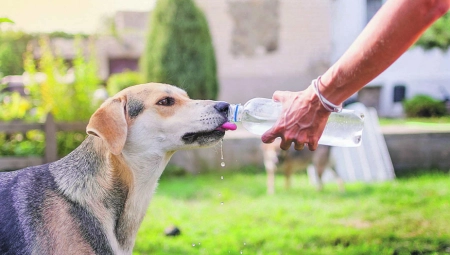 TEST OD 7 SEKUNDI Spasava život vašem psu, a postoje još neke CAKE da mu OLAKŠATE ŽIVOT PO VRUĆINI