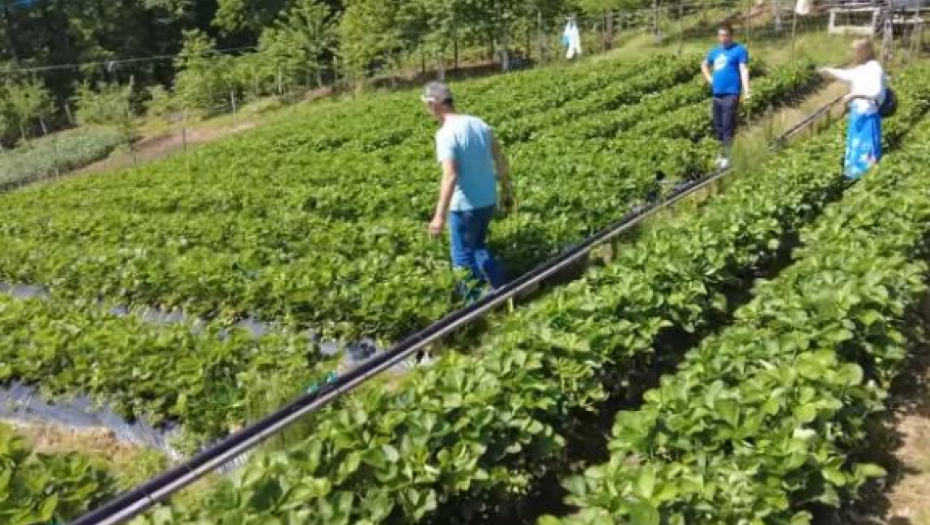 ZARADA 10.000 EVRA ZA PAR MESECI Godinama je živeo od kornišona, sada uzgaja ovu biljku