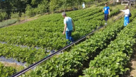 ZARADA 10.000 EVRA ZA PAR MESECI Godinama je živeo od kornišona, sada uzgaja ovu biljku