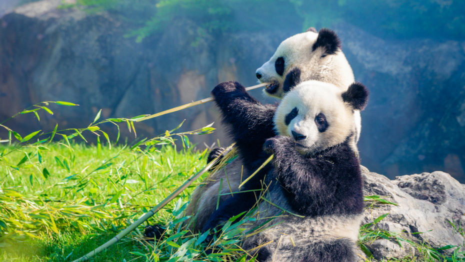 "PANDA DIPLOMATIJA" JE USPELA Južna Koreja dobila dva džina