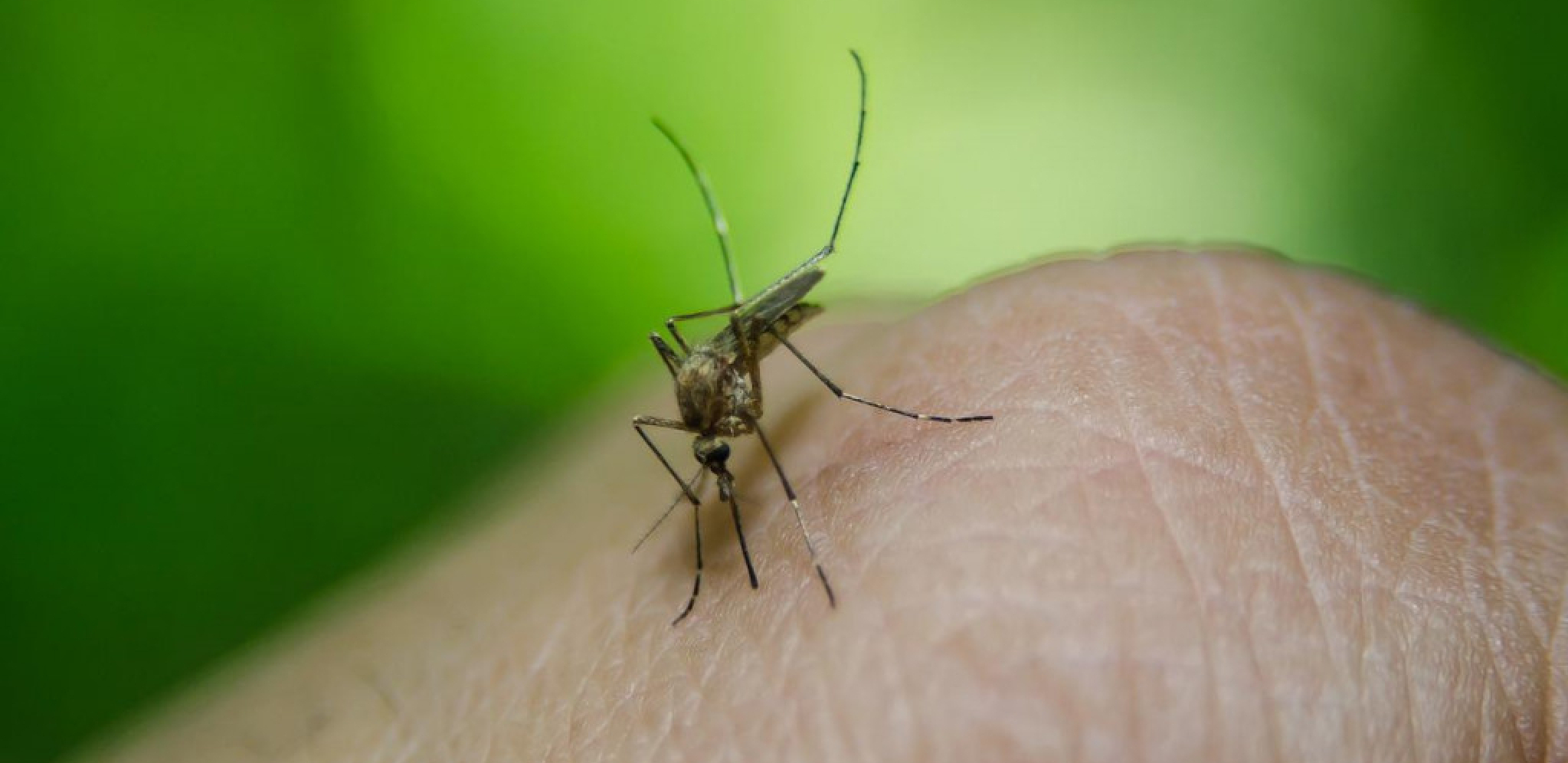 DVE OSOBE UMRLE OD GROZNICE ZAPADNOG NILA U Srbiji obolelo 89 osoba