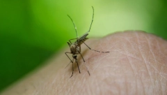 EVO KAKO DA SE ZAŠTITITE OD GROZNICE ZAPADNOG NILA Stručnjaci upozoravaju da se pridržavate OVIH sedam saveta