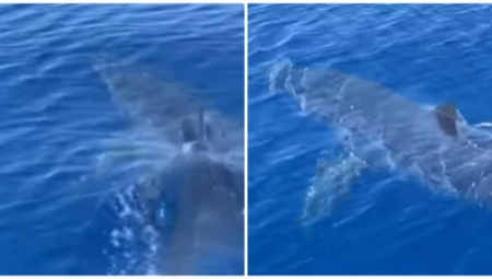 SRBI PRESTRAVLJENI ZBOG NAJBRŽE AJKULE KOJA JE SNIMLJENA NA ZAKINTOSU Svi se pitaju da li ima opasnosti od napada, evo i odgovora