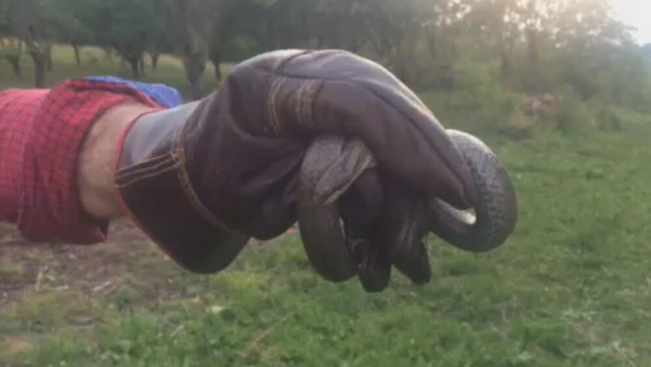 HOROR KAO NA FILMU Srbin je prvo video jednu, a onda celo leglo, prestravio se
